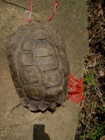 IMG_0931 tortoise sp @ Tai O 2.jpg