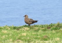 greatskua.jpg