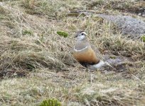 dotterel.jpg