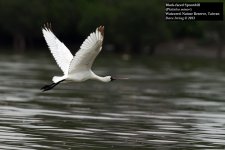 Black-faced Spoonbill 4.jpg