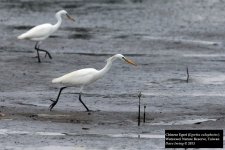 Chinese Egret 2.jpg