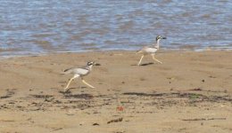 beach thick knee 14 4 14 (16).JPG