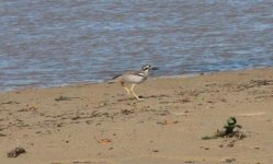 beach thick knee 14 4 14 (12).JPG