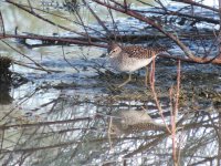 2014.04.12 Wood Sandpiper.JPG