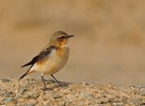 wheatear6.jpg