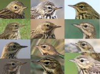 pipits.jpg