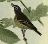 blue headed vireo.jpg