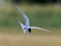 Arctic tern (Sterna paradisaea).jpg