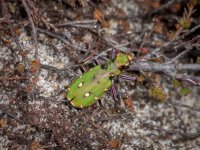 Tiger beetle small.jpg