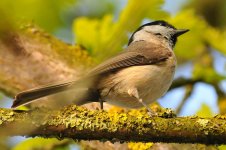 Willow_Tit_NikonD300.jpg