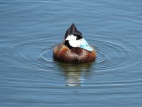 2014.05.25 White-headed Duck (Oxyura leucocephala).JPG