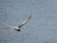 2014.05.25 Gull-billed Tern (Gelochelidon nilotica).JPG