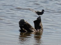 2014.05.25 Whiskered Tern (Chlidonias hybrida).JPG