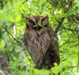 Tropical Screech-Owl 1.jpg