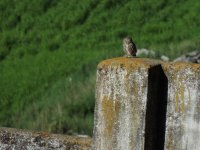 2014.04.30 Little Owl.JPG