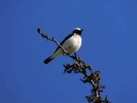 2014.04.30 Male Black-eared Wheatear.JPG