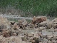 2014.04.12 Stone Curlew.JPG