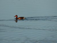 2014.07.03 Ferruginous Duck.JPG