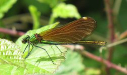 damselfly.jpg