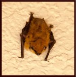 Bat1-July-2014.jpg