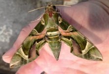 IMG_0593 Oleander Hawk Moth @ HKIA.jpg