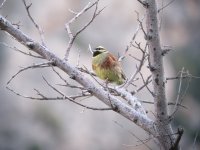 Cirl Bunting.jpg