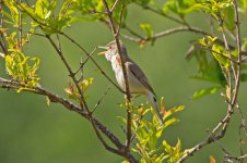 01 Olivaceous-Warbler-(5)-web.jpg