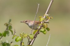 02 Great-Reed-Warbler-(2)-web.jpg