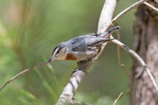 03 Kruper's-Nuthatch-(1)-web.jpg