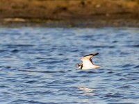 Ringed Plover (Charadrius hiaticula)_5.jpg