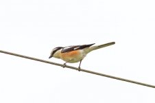 04 Masked-Shrike-Tepearasi-(9)-web.jpg