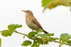 05 Rufous-Bushchat-(1)-web.jpg