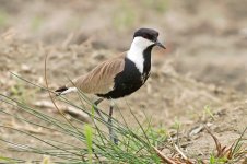 06 Spur-winged-Plover-(23)-web.jpg