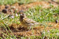 09 Red-fronted-Serin-(2)-web.jpg