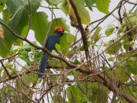 Red-Crested-Malkoha.jpg