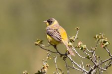 10 Black-headed-Bunting-Seki-(3)-web.jpg