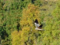 2014.07.05 Montagu's Harrier.JPG