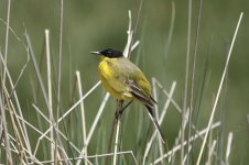 Yellow Wagtail ir 1.jpg