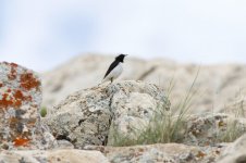 13 Finsch's-Wheatear-(2)-web.jpg