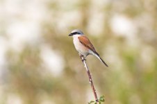 14 Red-backed-Shrike-Kizilcadag-(9)-web.jpg