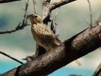 2014.07.05 Juvenile Cirl Bunting.JPG