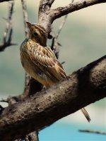 2014.07.05 Juvenile Cirl Bunting (2).jpg