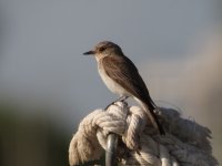 Spotted Flycatcher.jpg