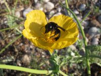 Violet Carpenter Bee.jpg