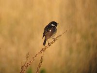 Stonechat.jpg