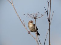 Zitting Cisticola.jpg