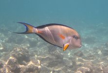 Sohal Surgeonfish (12) small copy.jpg