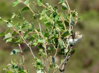 willow warbler.jpg