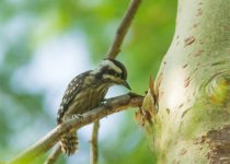 Sunda Pygmy Woodpecker.jpg