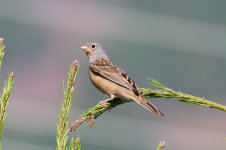 15 Cretzschmar's-Bunting-Alan-(3)-web.jpg